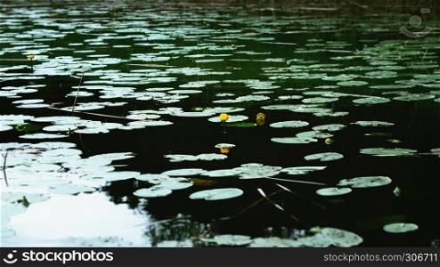 Leaves and flowers of the Yellow Water-lily - Nuphar lutea - floating on the surface of the pond in summer twilight. Natural dark water background with space for copy. Selective focus, blurred vignette.