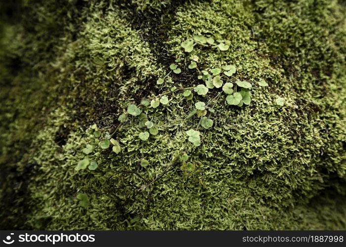 leaves and moss closeup . Resolution and high quality beautiful photo. leaves and moss closeup . High quality and resolution beautiful photo concept