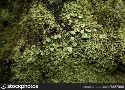 leaves and moss closeup . Resolution and high quality beautiful photo. leaves and moss closeup . High quality and resolution beautiful photo concept