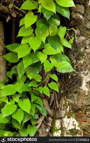 Leaves, and old walls. A refreshing and colorful. The old wall background.