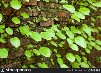 Leaves, and old walls. A refreshing and colorful. The old wall background.