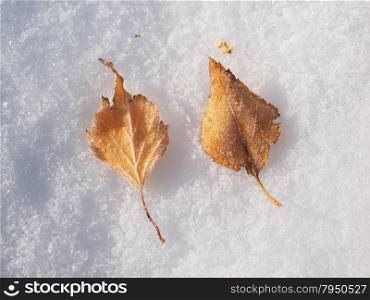 leaves and snow