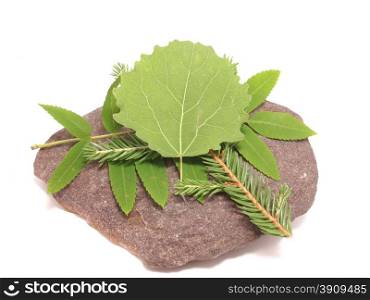 leaves and stone on white background