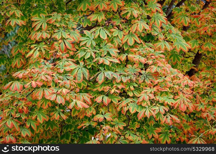 Leaves at autumn are becoming yellow