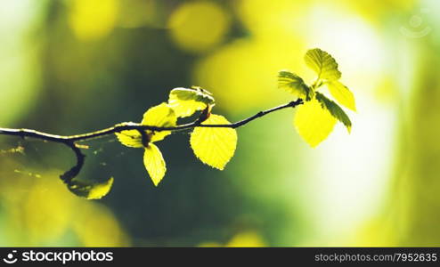 Leaves Background. spring background with green leaves of birch