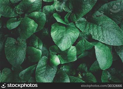 leaves background texture. green leaf