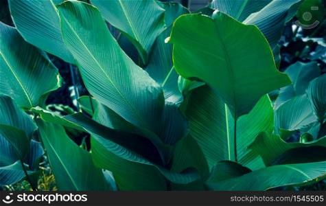 Leaves Calathea ornata pin stripe background blue