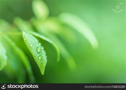 Leaves close up nature view of green leaf on blurred greenery background in garden Use as background image for pasting text or characters