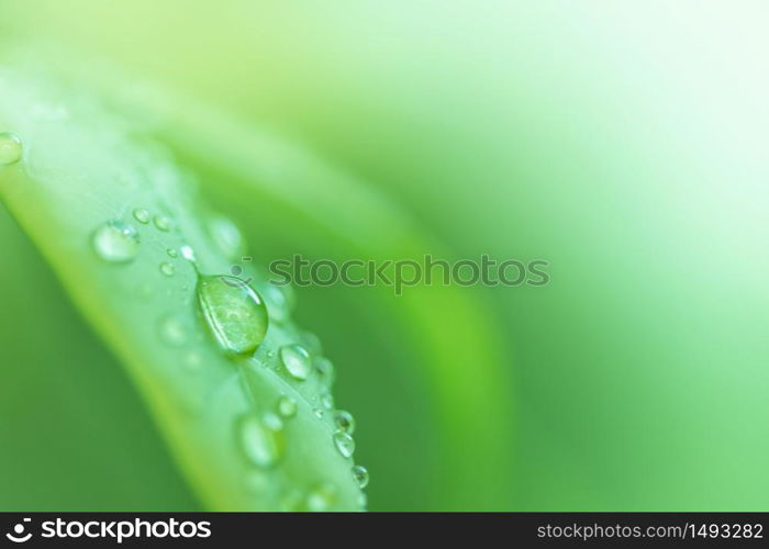 Leaves close up nature view of green leaf on blurred greenery background in garden Use as background image for pasting text or characters