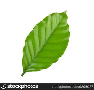 Leaves coffee tree isolated on white background.