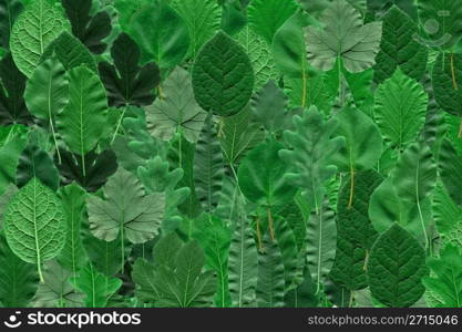 Leaves collage. Tree leaves collage with oak peach pear prune vitis fig apricot leaf