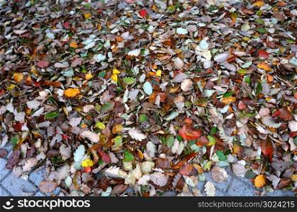 leaves fallen in autumn, fallen autumn yellow and red leaves. fallen autumn yellow and red leaves, leaves fallen in autumn