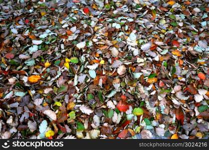 leaves fallen in autumn, fallen autumn yellow and red leaves. fallen autumn yellow and red leaves, leaves fallen in autumn