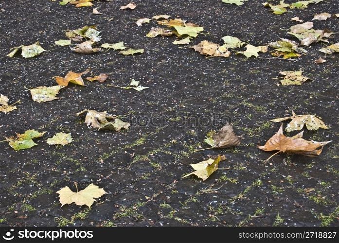 leaves fallen to the ground in autumn