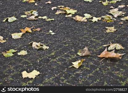 leaves fallen to the ground in autumn