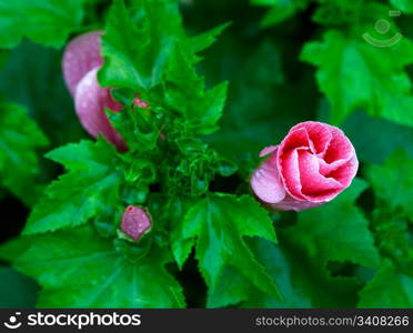 Leaves, flowers and bud of mallow, with raindrops.