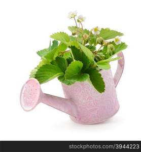 Leaves, flowers and immature fruit of strawberries in a watering can isolated on white background