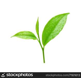 leaves Fresh green tea with drops of water isolated on white background.