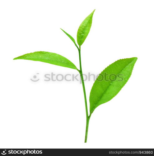 leaves fresh green tea with drops of water isolated on white background.