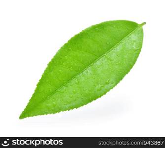 leaves fresh green tea with drops of water isolated on white background.