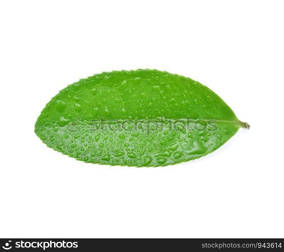 Leaves green tea with drops of water isolated on white background.