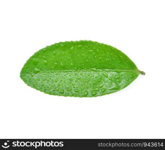 Leaves green tea with drops of water isolated on white background.