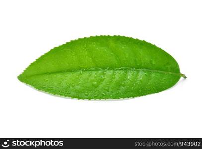 leaves green tea with drops of water isolated on white background.