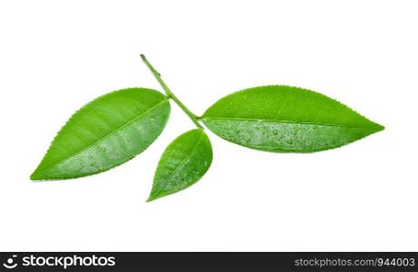 leaves green tea with drops of water isolated on white background.