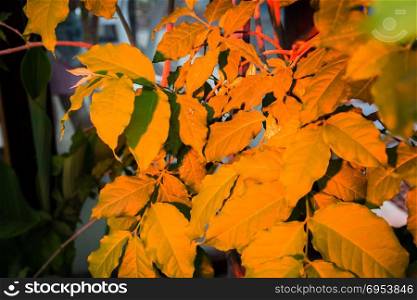 Leaves illuminated by orange color led light