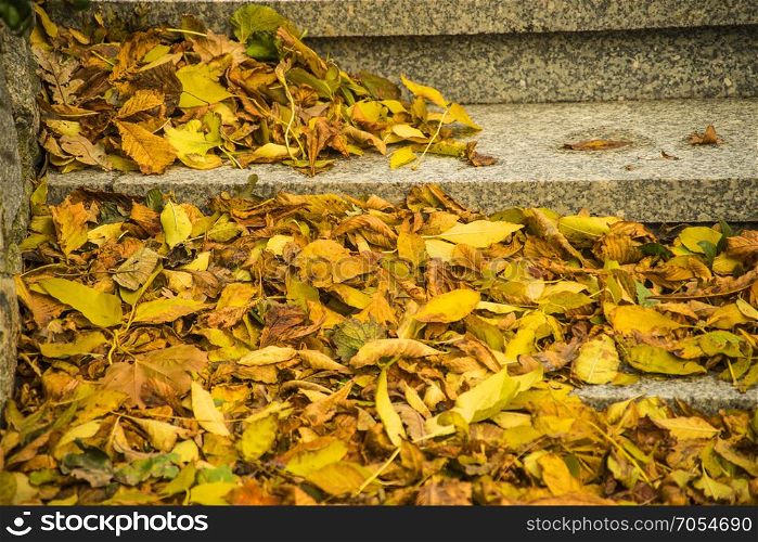 leaves in autumn at stairs