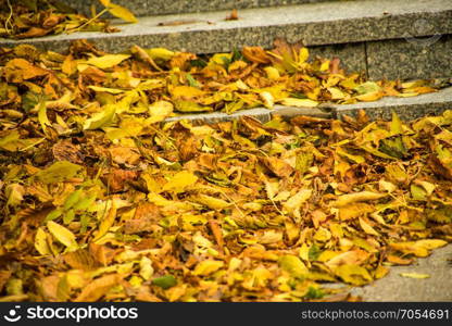 leaves in autumn at stairs