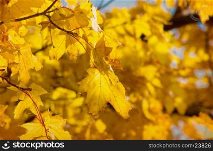 leaves in autumn forest&#xA;&#xA;