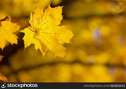 leaves in autumn forest&#xA;&#xA;