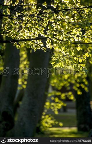 leaves in backlight