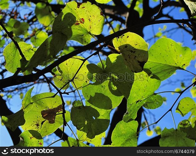leaves in backlight. leaves of Cercis siliquastrum, judas tree, in backlight