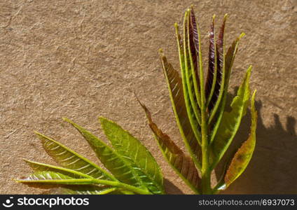 Leaves in hand over a notebook page