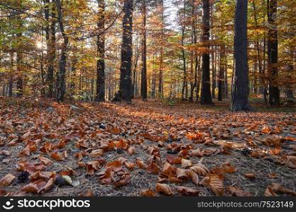 Leaves in Sunny Autumn Forest