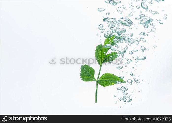 Leaves in the water with bubbles White background