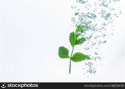 Leaves in the water with bubbles White background