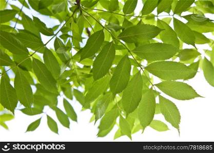 leaves isolated