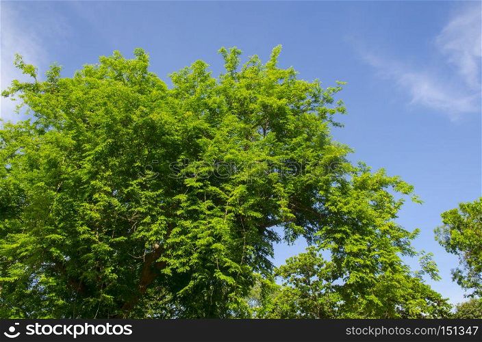 Leaves isolated on the blue sky background