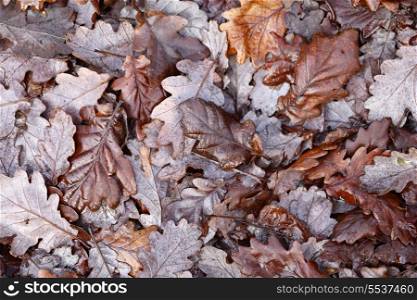 Leaves lying thick on the ground in a Welsh woodland.