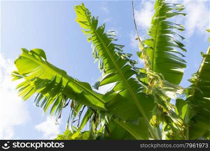 Leaves of a banana tree against blue sky in Queensland, Australia