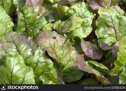 Leaves of a beet plant of the breed Egyptian Flat Round in the organic vegetable garden Groentenhof in Leidschendam, Netherlands.