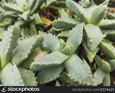Leaves of a Faucaria tigrina, a succulent plant endemic in South Africa.