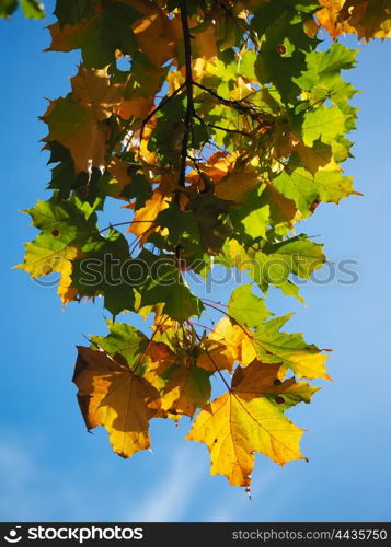 leaves of a maple