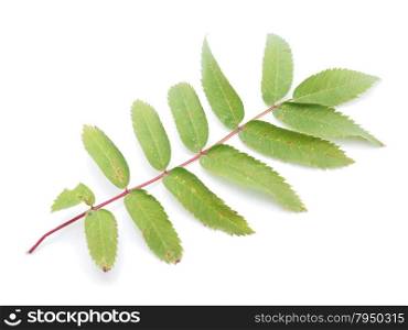 leaves of a mountain ash on a white background