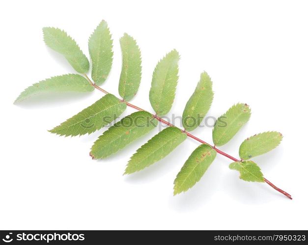 leaves of a mountain ash on a white background