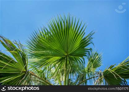 leaves of a palm tree against the clear blue sky. leaves of a palm
