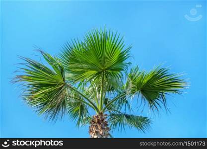 leaves of a palm tree against the clear blue sky. leaves of a palm